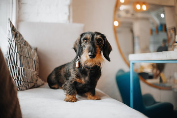 rough coated dachshund dog in a collar sitting on a couch