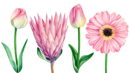Set off watercolor flowers, pink protea,  gerbera, tulips isolated on white background. Elements for greeting wedding card.