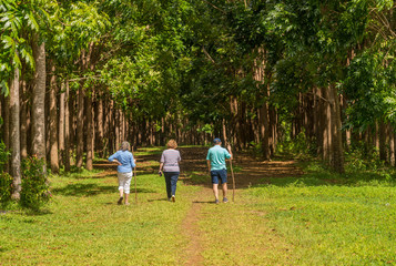 Senior adults walking on the Wai Koa Loop trail or track leads through plantation of Mahogany trees in Kauai, Hawaii, USA