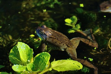 waiting frog