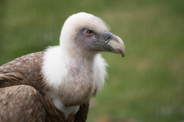 Close up portrait of a griffon vulture