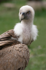 Close up portrait of a griffon vulture