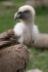 Close up portrait of a griffon vulture