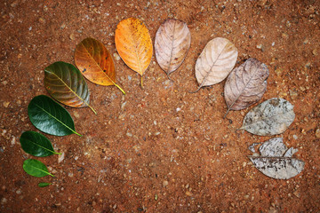 Fototapeta premium leaf, leaves translation to end. birth to death. born to die. on sand ground