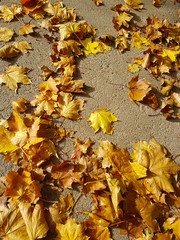  beautiful autumn background of golden leaves