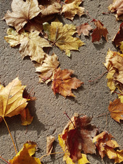  beautiful autumn background of golden leaves