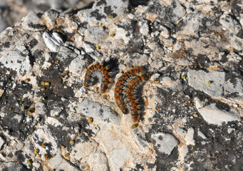 Orugas de procesionaria en el exterior del nido