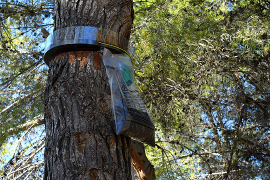 Trampa para orugas de procesionaria en el tronco de un pino