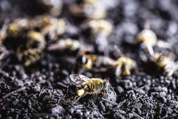 bees lying on the ground, killed by the use of poison or pesticides. Insect at risk of extinction.