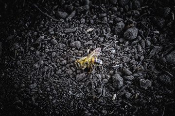 dead bee, on dry sandy ground. Collapse of pollination of the environment due to ecological...
