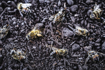 bee dead due to the use of agricultural pesticides. Environmental risk of bee extinction.