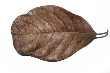 old jack leaf close up image