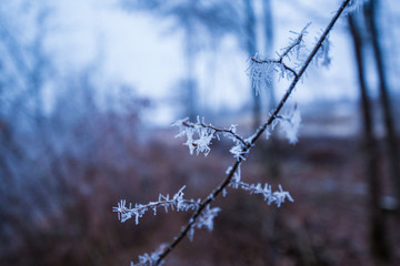 branche gelée hiver détail neige