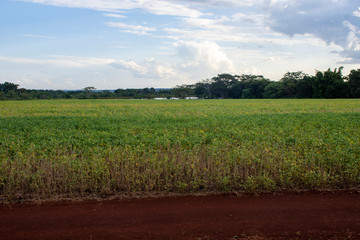 Fototapeta na wymiar soybean plantation