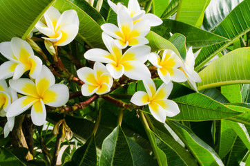 Plumeria frangipani, Plumeria rubra. Ornamental plant with white and yellow flowers.