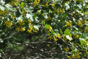 Obraz na płótnie Canvas Yellow flowers of black currant