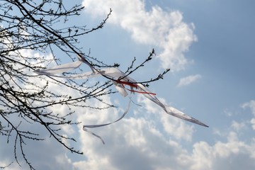 Ribbons on the tree in strong wind. Slovakia