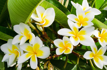 Plumeria frangipani, Plumeria rubra. Ornamental plant with white and yellow flowers.