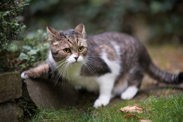 Naklejka na ściany i meble tabby white british shorthair cat hunting in the back yard