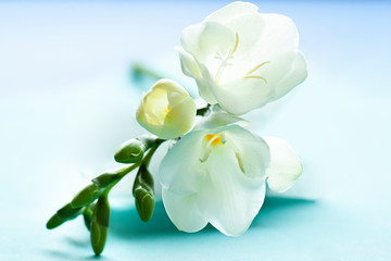 White  Freesia flowers on the soft blue background close up. Floral  spring abstract macro