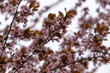Spring tree flowering. Pink flowers on blooming tree. Slovakia