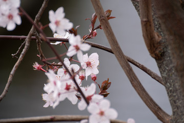 Almond tree pink flowers blooming in spring in Madrid