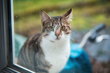 Chat de compagnie me regardant