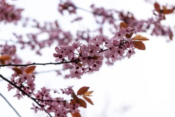 Spring tree flowering. Pink flowers on blooming tree. Slovakia
