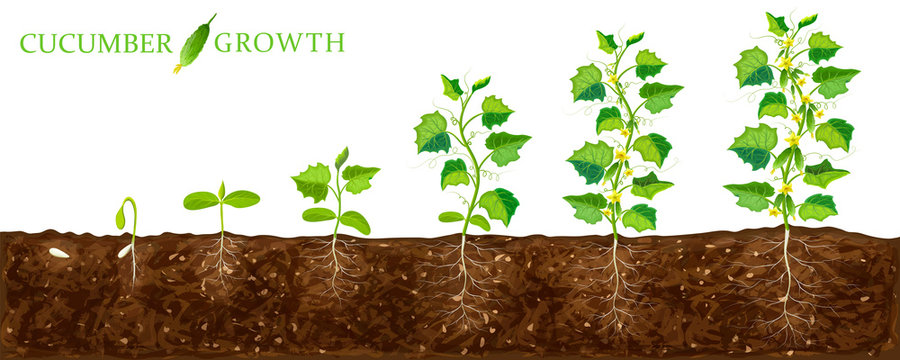cucumber plant growth stages from seed to flowering and ripening. illustration of cucumber feld and life cycle of healthy plants with underground roots system isolated on white. organic gardening.