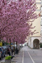 Spring tree flowering. Pink flowers on blooming tree. Slovakia