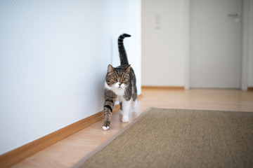 tabby white british shorthair cat walking indoors