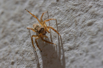 Macro jumping spider crawls on the white wall in the house.