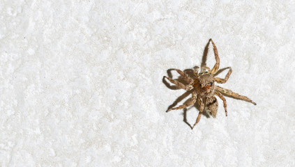 Macro jumping spider crawls on the white wall in the house.