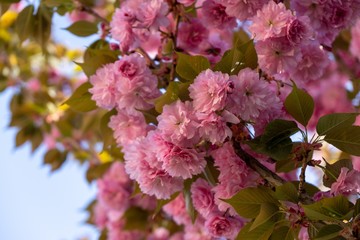 Spring tree flowering. Pink flowers on blooming tree. Slovakia