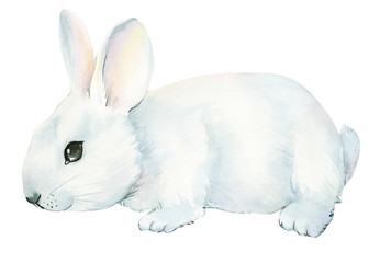 White bunny isolated on white background, watercolor illustration, greeting card.