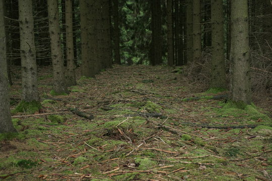 Forest Dieback Conifer Trees