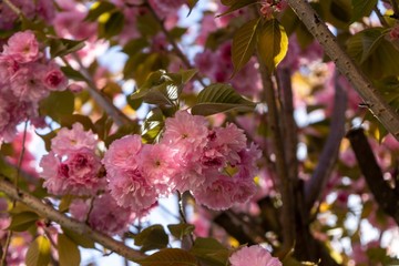 Spring tree flowering. Pink flowers on blooming tree. Slovakia