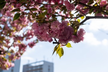 Obraz na płótnie Canvas Spring tree flowering. Pink flowers on blooming tree. Slovakia
