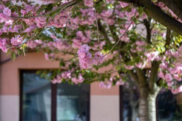 Spring tree flowering. Pink flowers on blooming tree. Slovakia