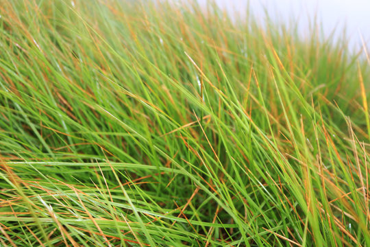 natural thin grass background image