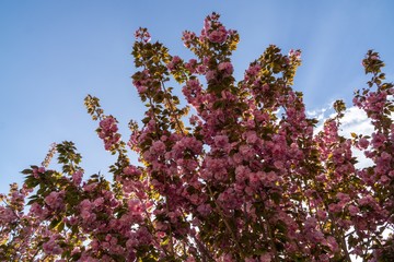 Spring tree flowering. Pink flowers on blooming tree. Slovakia