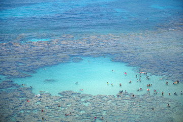 Coral Reef of hanauma bay ad Honolulu, O'ahu island Hawaii - obrazy, fototapety, plakaty