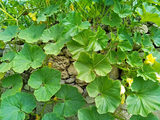 Bright green pumpkin leaves