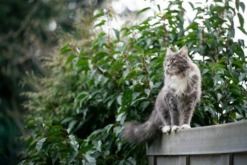 Naklejka na ściany i meble blue tabby maine coon cat standing on gray fence outdoors in the back yard