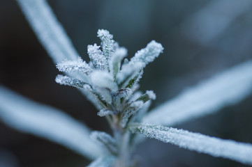 Plant macro, frost on plants