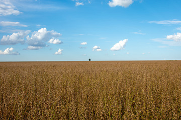 soybean plantation