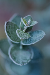 Plant macro, frost on plants