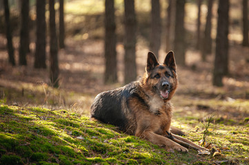 German shepherd lying on the green moss in the forest
