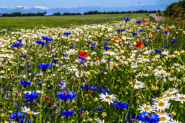 Blumen in allen Farben im Sommer © Frank