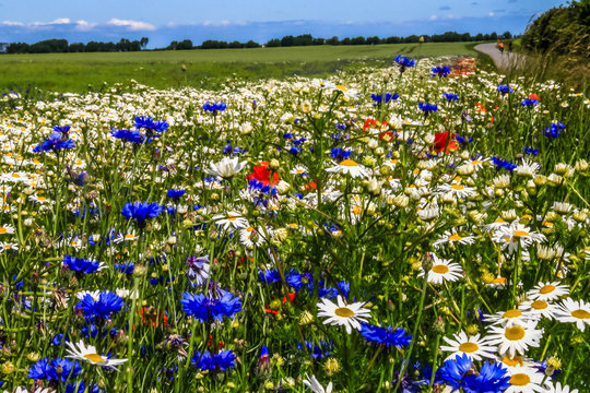 Blumen in allen Farben im Sommer